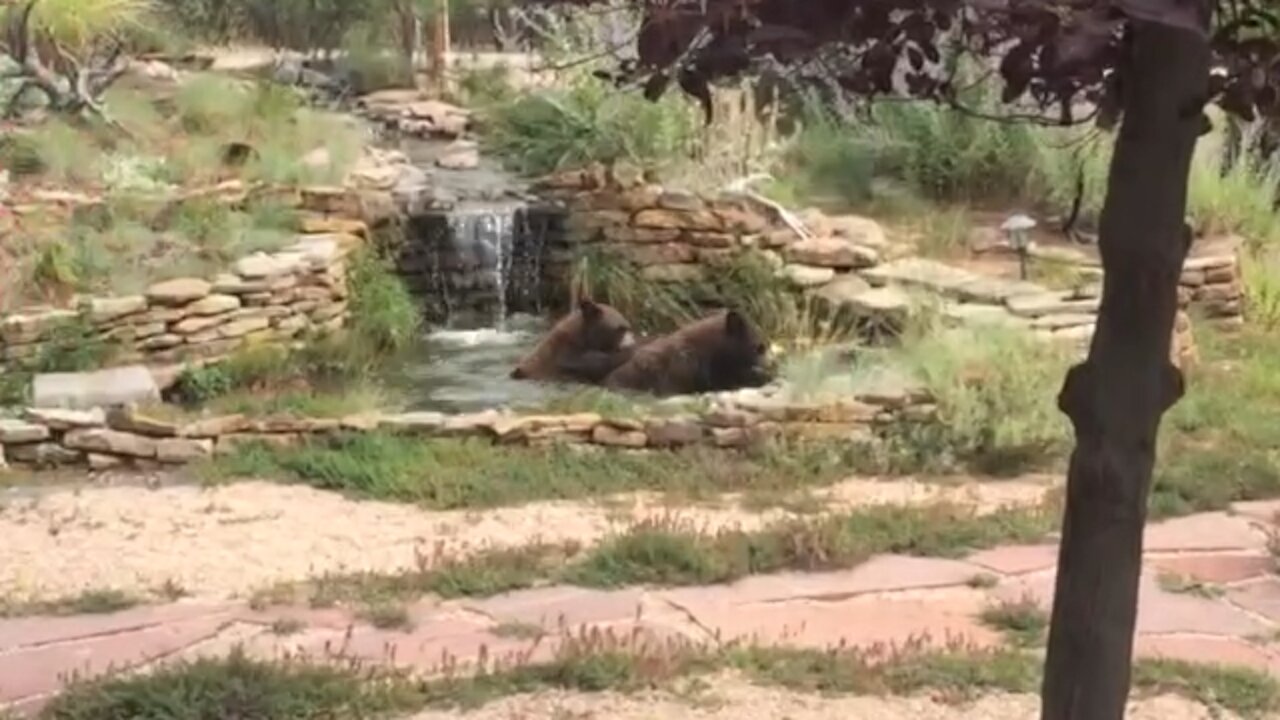 Bears (Part 2) in the yard. Larkspur, CO