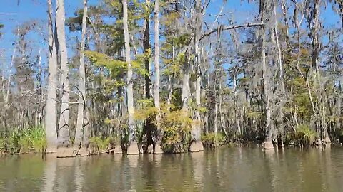 Honey Island Swamp, LA