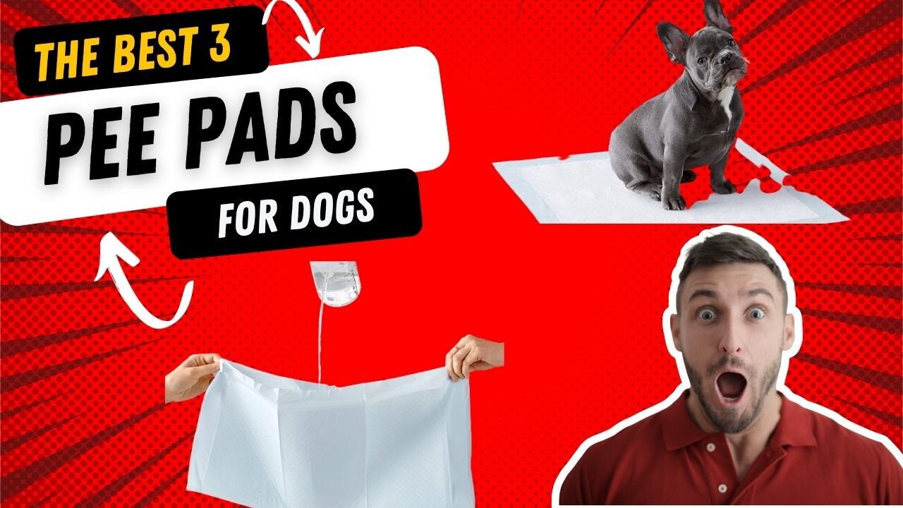 Top 3 Best Pee Pads For Dogs Review In 2022 | Leak-proof 5-Layer Pee Pads with Quick-dry Surface