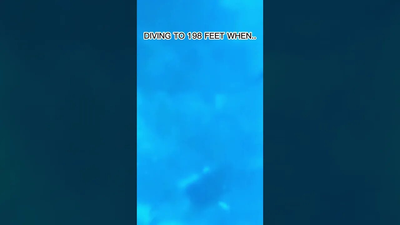 "Scary: Shark Appears While Snorkeling!"
