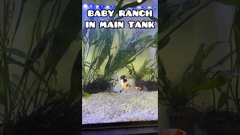 BABY RANCHU IN THE MAIN TANK #fancygoldfish #aquarium #goldfish #ranchugoldfish #goldfishtank