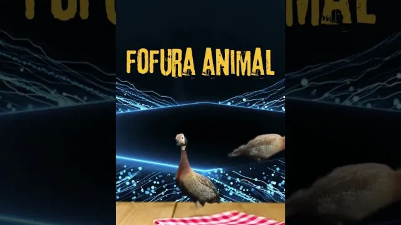 animais da natureza 2023 (cães e patos) fofos fazendo coisas fofura😋@ScanPlay 😋 10/12/2022 ⬇️