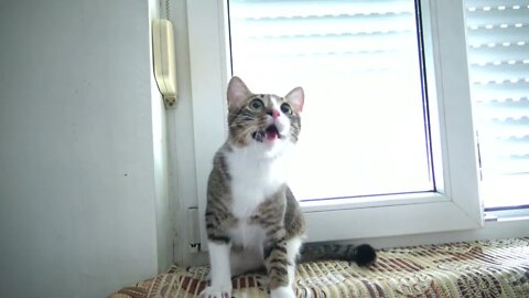 Kitten Slips from Window Sill while Playing