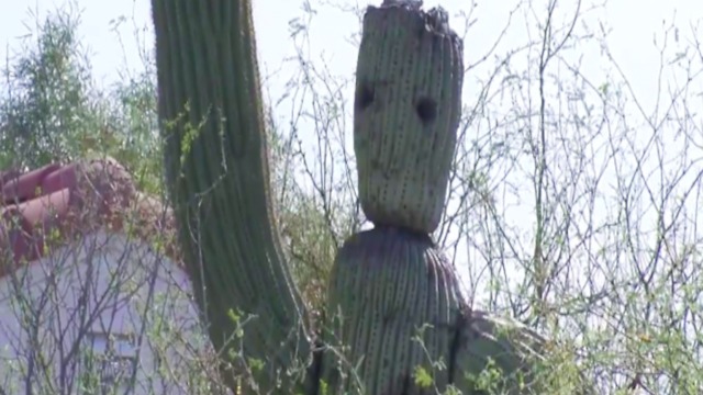 GROOT! Tucson cactus looks like Guardians of the Galaxy superhero - ABC15 Digital