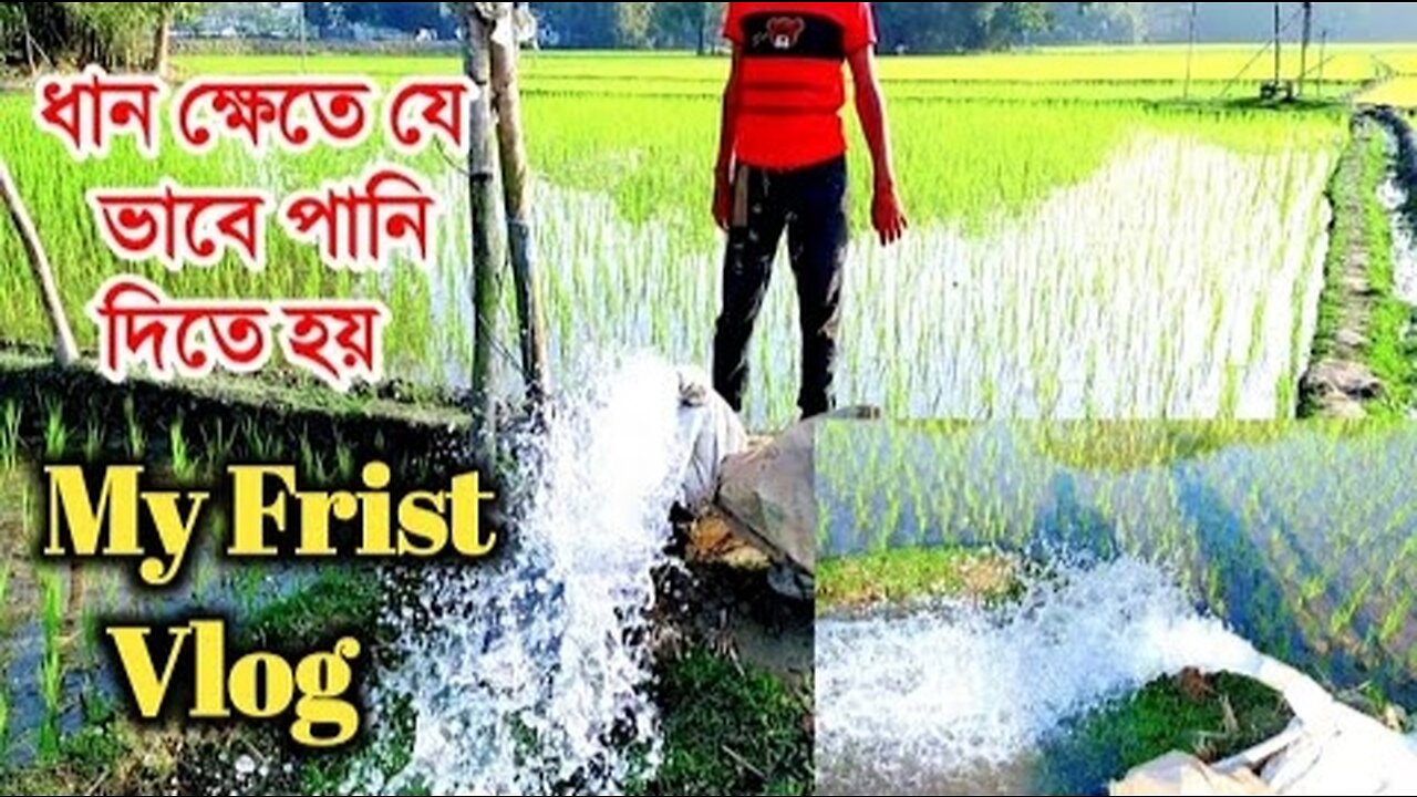 What happened after watering the paddy field