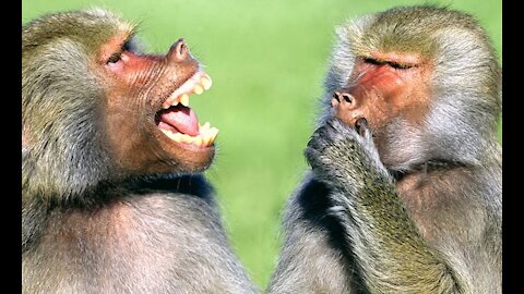 animal's funny videos