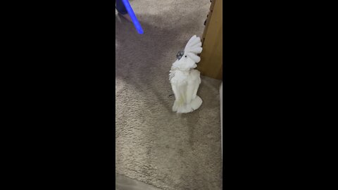 Cockatoo vs lightsaber