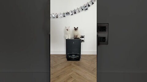 CAT VIDEO