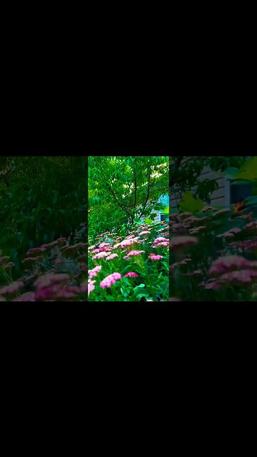 1-Minute Secret to Perfect Peaches: The Spray Your Trees Can't Live Without! #shorts