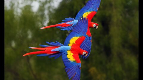 Parrot Singing