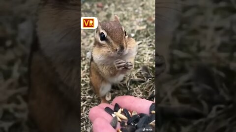 Squirrel Eat Food #short #youtubeshorts #viral #anime