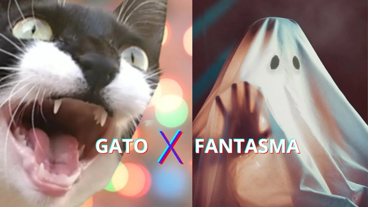 Gato x Fantasma - Gato Bartolomeu Tunico