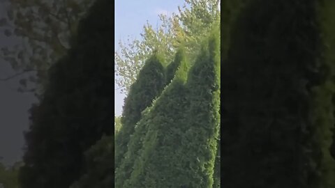 bird flies away *very emotional* #shorts