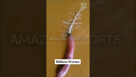 Amazing Shorts, Ribbon Warms #shorts #short #shortvideo