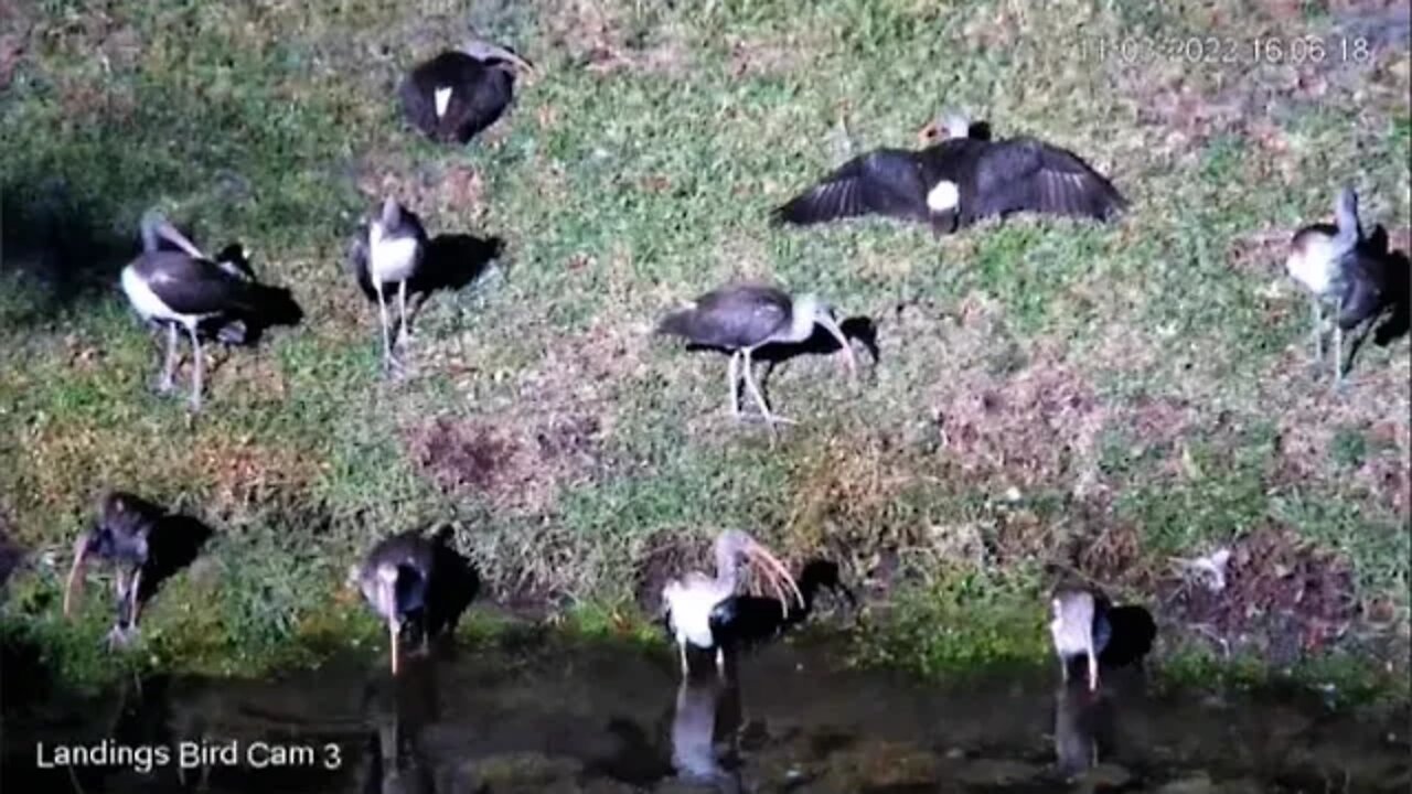 White Ibis Enjoying The Sun & Lagoon 🦩 11/03/22 16:03