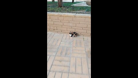 New Cat Lover Saudia arbia video in garden