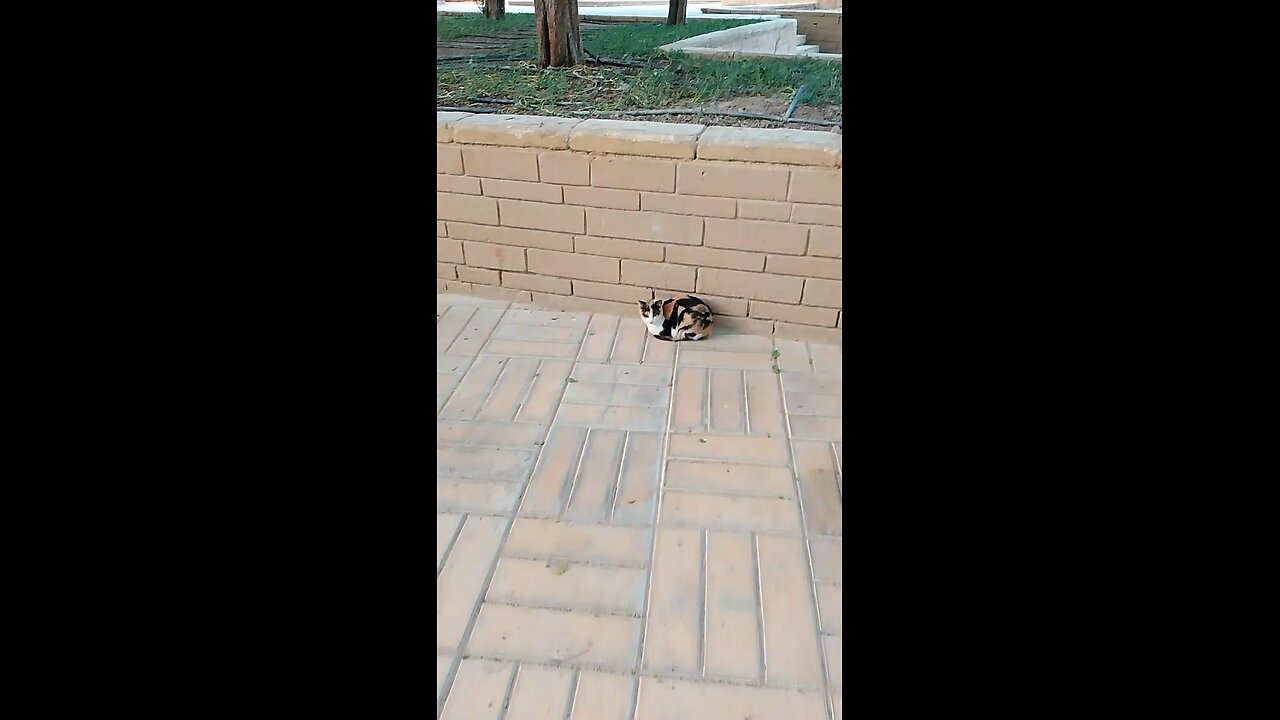 New Cat Lover Saudia arbia video in garden