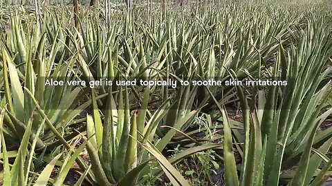 Aloe Vera