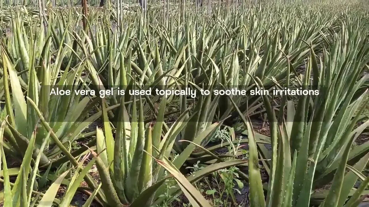 Aloe Vera