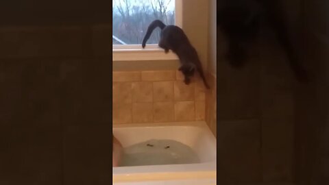 Crazy Cats On Crack! 💀 | Funny Animal Videos! #shorts#cats#comedy#compilation