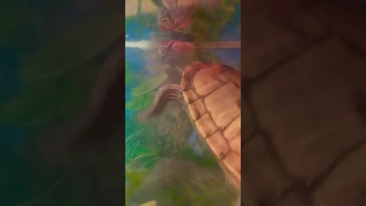 Running from the camera 📷 🐢 #pets #reptiles