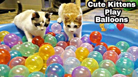 Cute Kittens Play In Ball Pit 🐈 Cat Play Balloons 🐈 In Song) On My Way