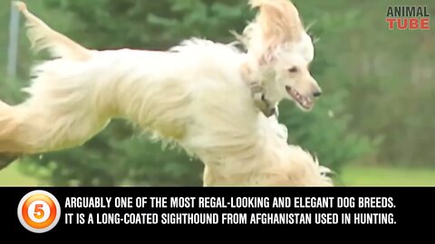 10 fastest 🐕 🦮🐕‍🦺in the world😱😱