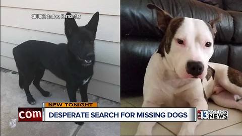 Desperate search for missing dogs after many mix ups