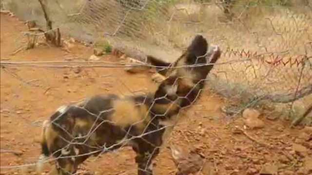 Rescued Wild Dog tries to bite water