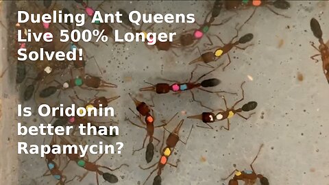 How Queen Ants Live 500% more, Solved! and Is Oridonin better than Rapamycin?