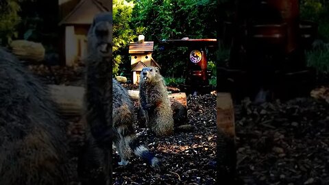 Bucktooth Groundhog #funnyanimals #nature #shorts