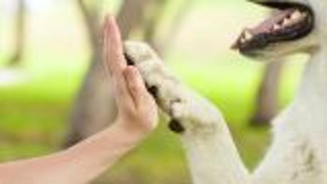 Does Your Pet Make You Social?
