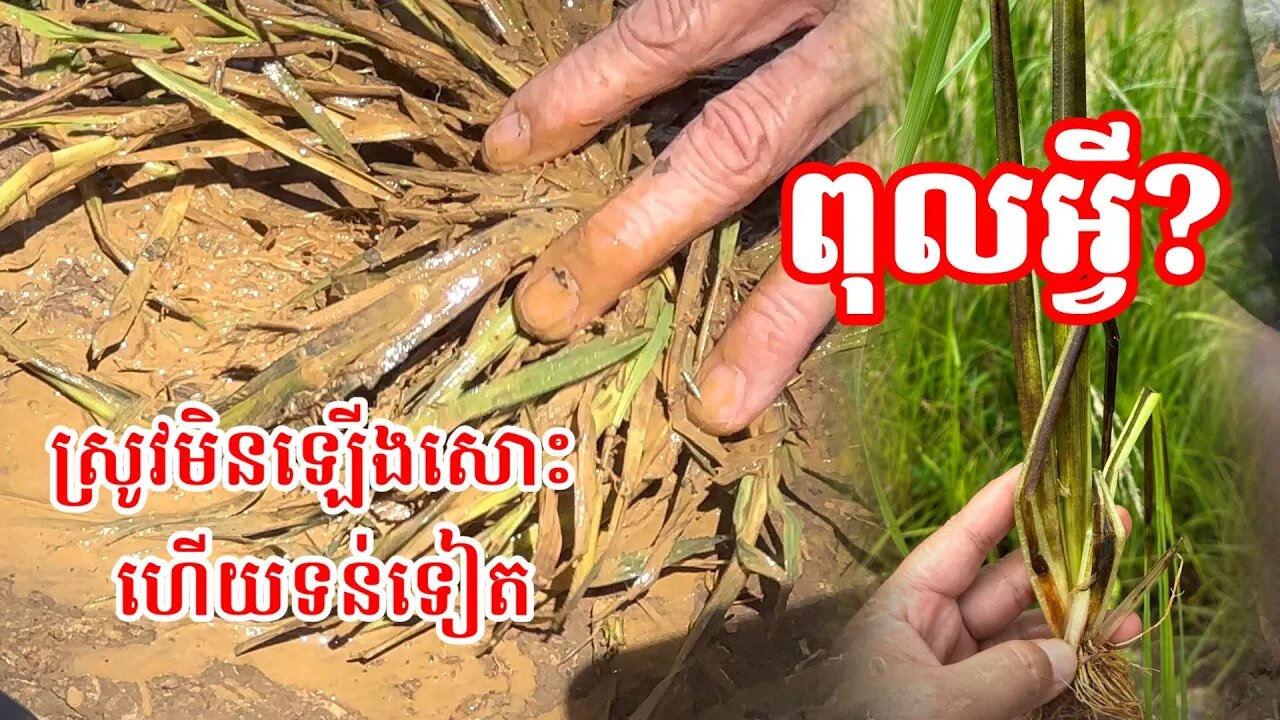 ហេតុអ្វីស្រូវមិនឡើងសោះ ទោះបាចជីហើយក៏ដោយ!