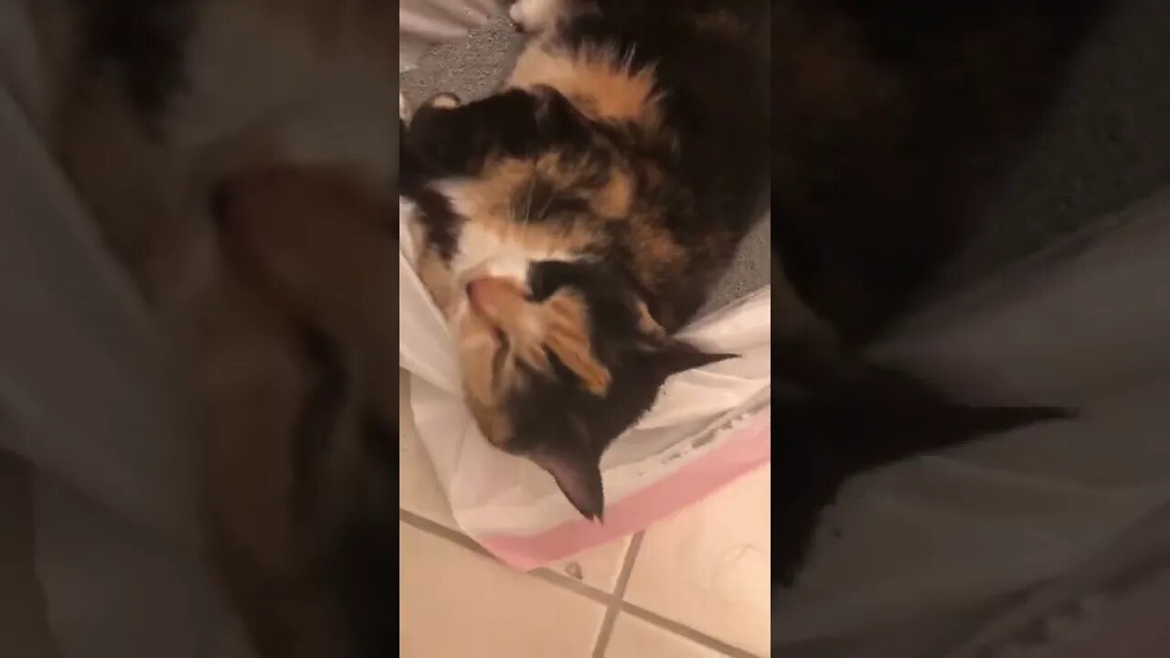 Radioactive Calico Crazy Cat gets berated by father and acts like a savage