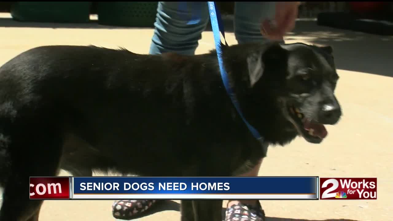 Senior dogs need homes