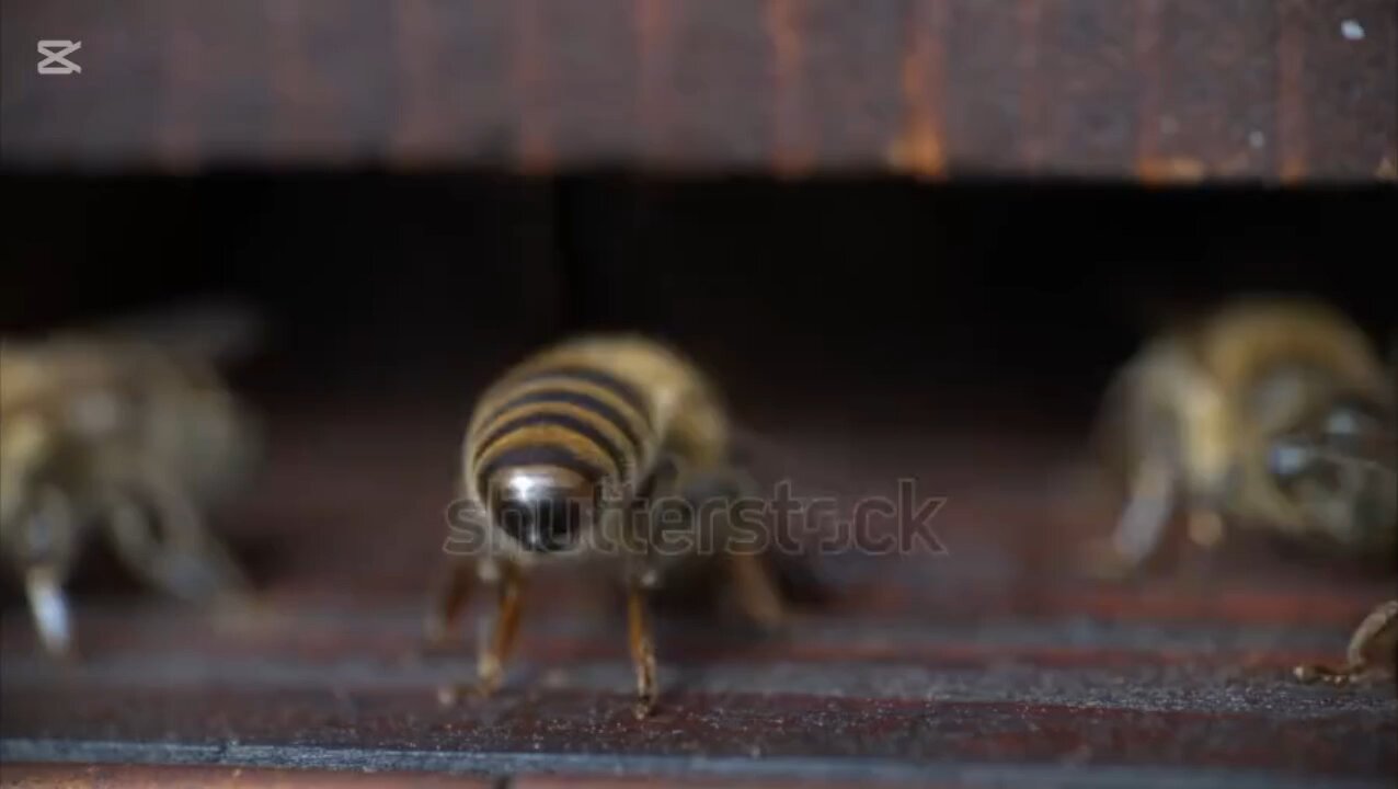 curiosidades sobre las abejas meliferas