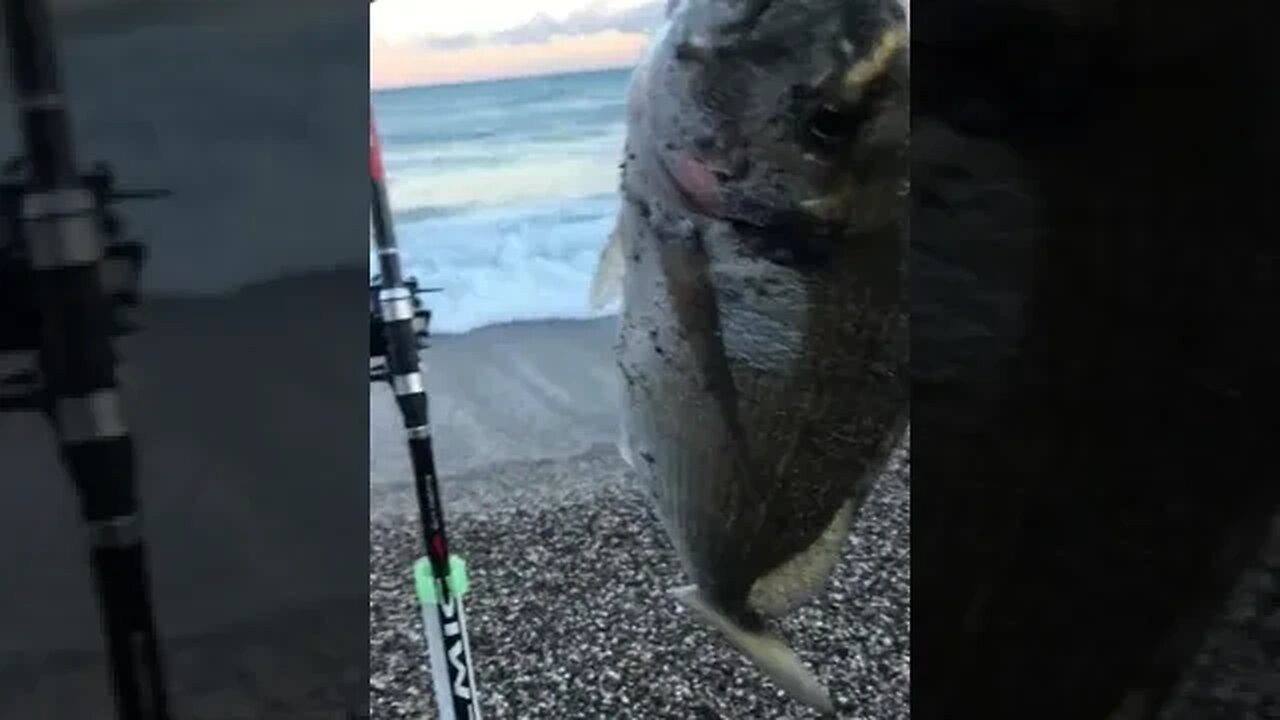 Wait for it..... #shorts #outdoors #nature