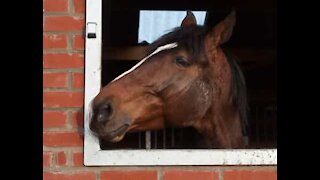 Ils surprennent leurs grands-parents avec un cheval