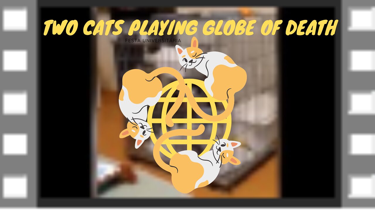 Two cats playing globe of death.