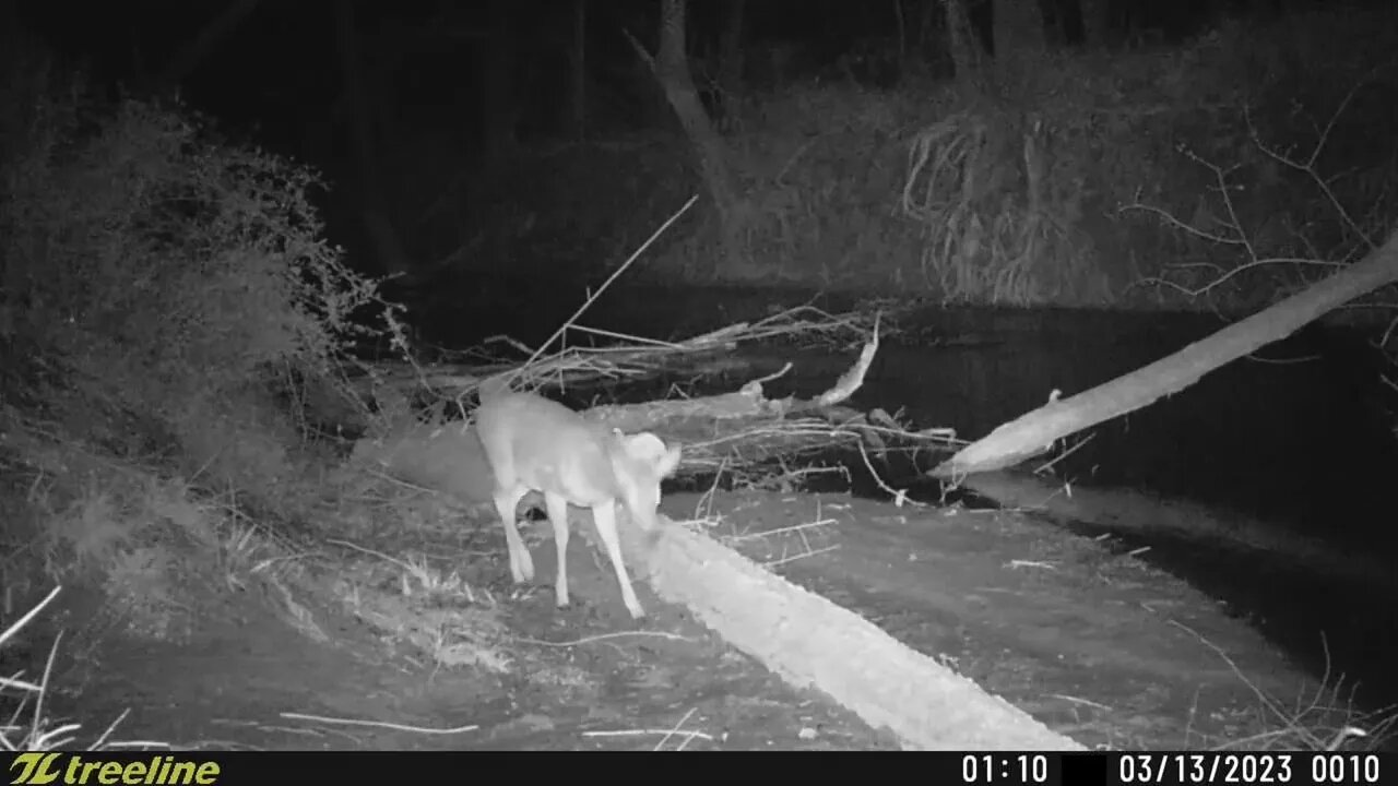 Trailcam Captured - Collected 03-15-2023