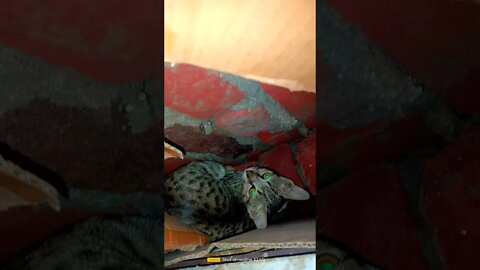 CAT 😽😼🙀😻🐾🐱