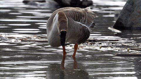 CatTV: Duck Standing in Pond