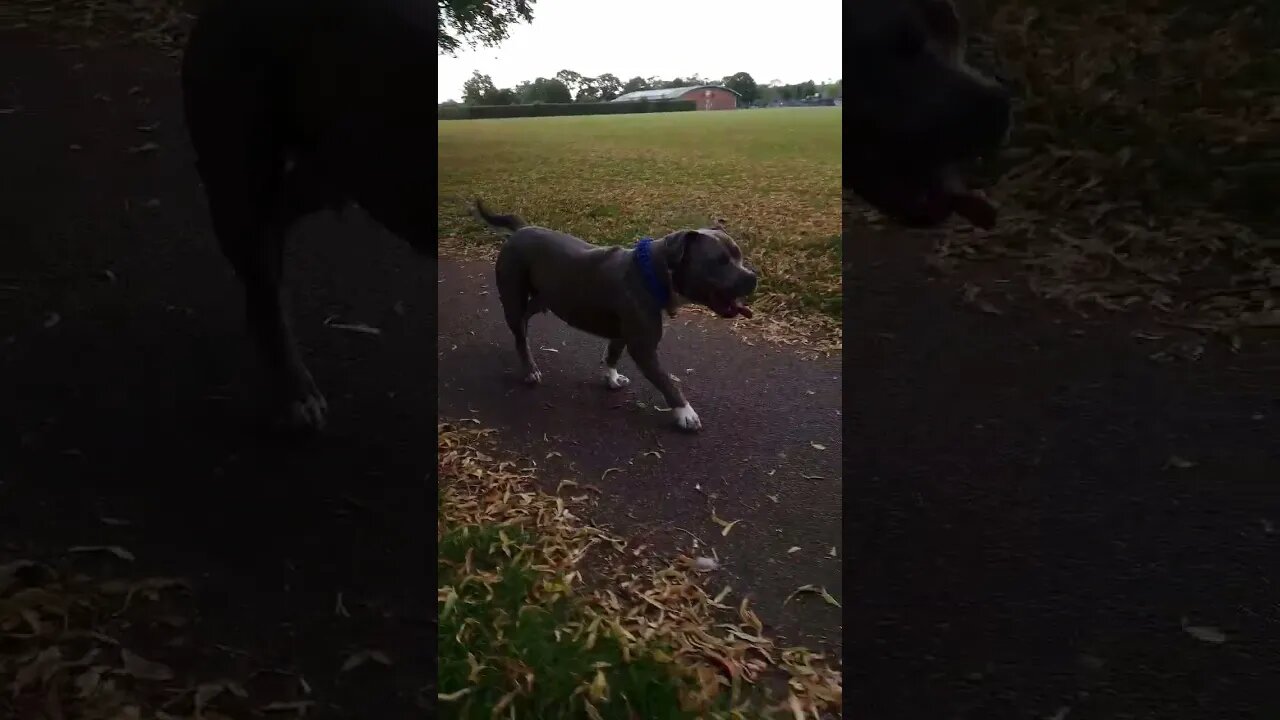 my boy Biggie ! off leash trained #subscribe