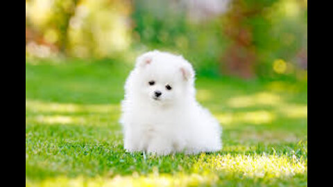 Baby Dogs - Cute and Funny Dog Videos, Amazing Animals