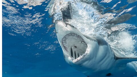 THE WHITE SHARK'S LEAP