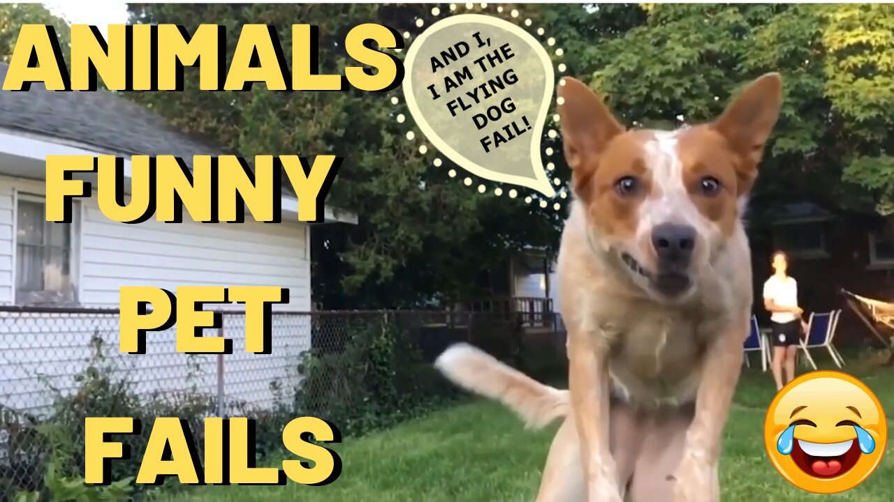 Animals FUNNY PET FAILS - Try Not Laugh