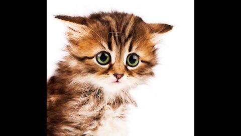 Cute and cute kittens meowing very sweet
