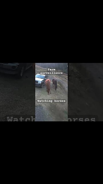 Farm surveillance. Horses