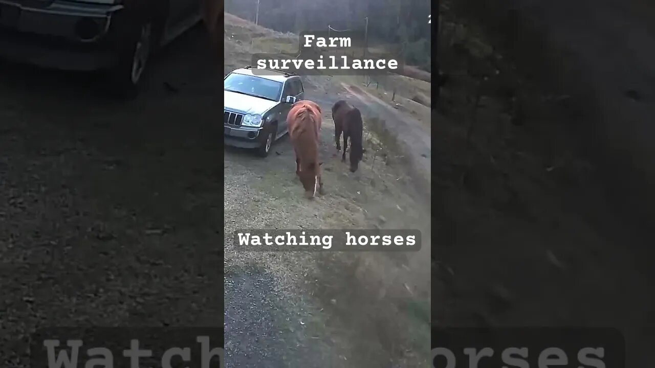 Farm surveillance. Horses
