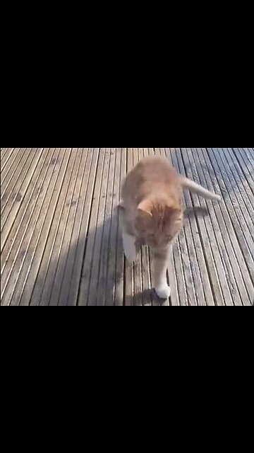 This Cat Is Definitely A Liberal - HaloRockNews